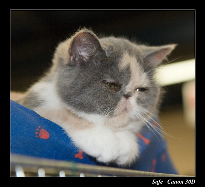 Sep 06 - Salon des animaux de compagnies - 22